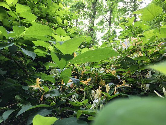 Julie J. Metz Neabsco Creek Wetlands Preserve